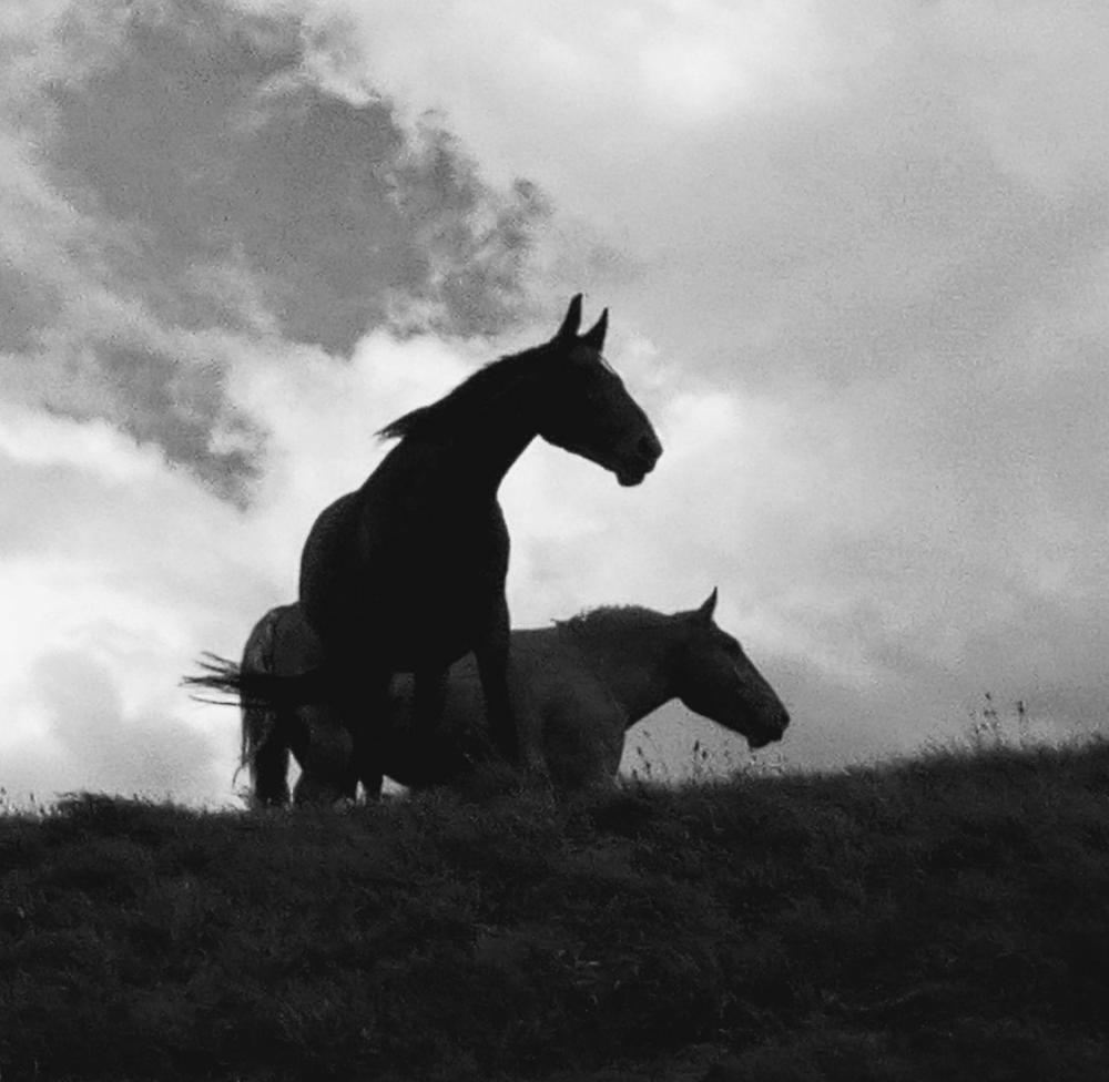 Chevaux