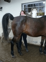 Analyse cheval