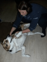 Chien