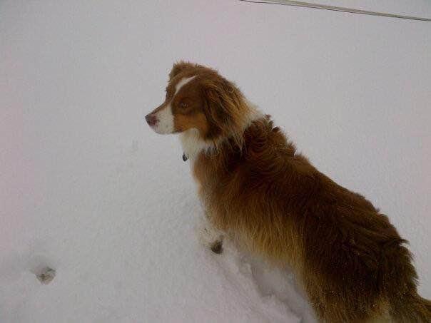 Chien