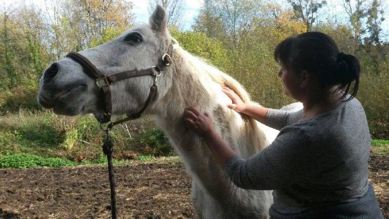 Cheval blanc