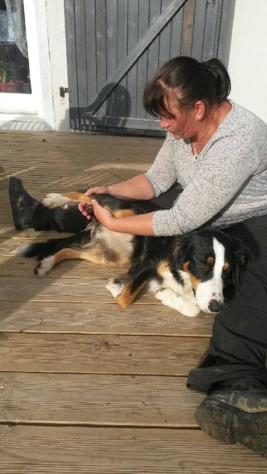 Pied chien