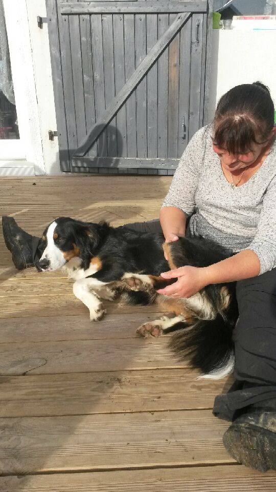 Patte chien