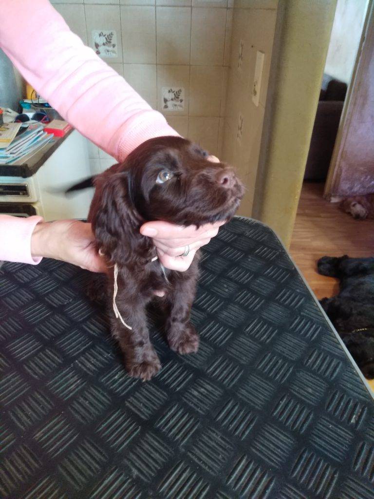 Chiot marron