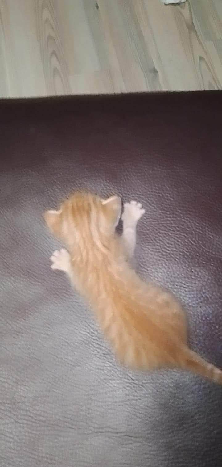 Chat