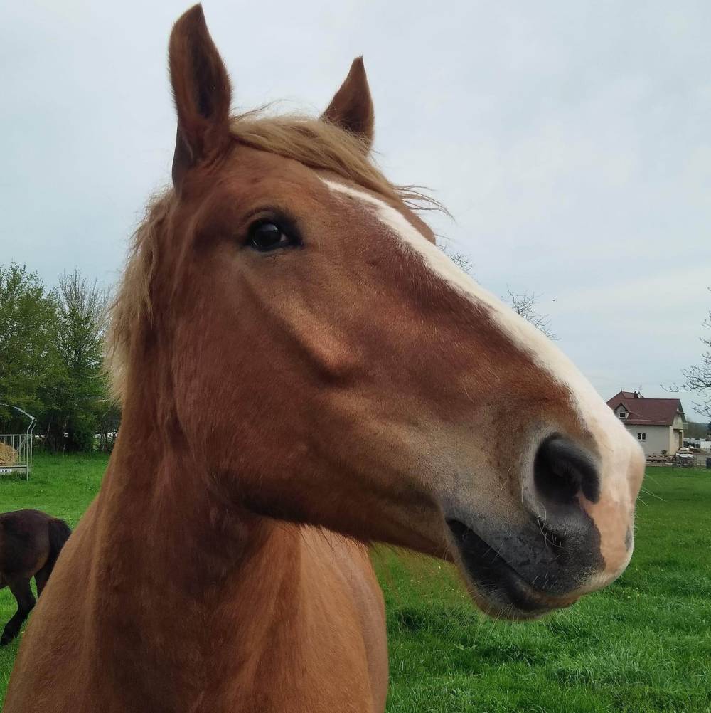 Cheval