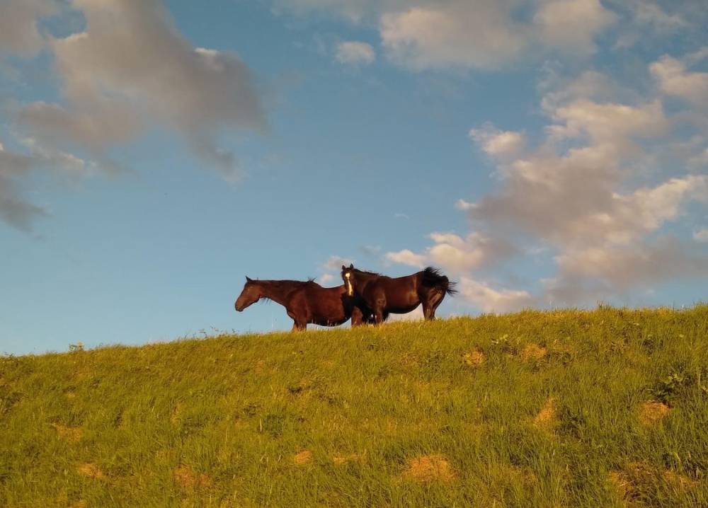 Chevaux pré