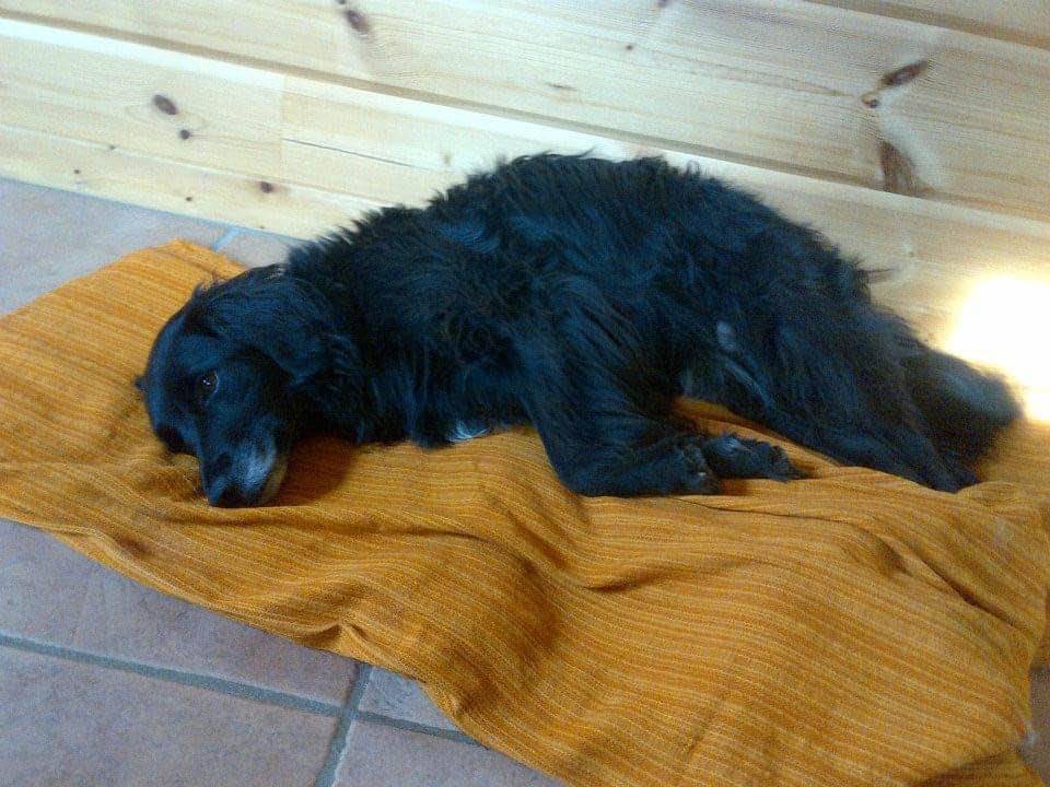 Chien