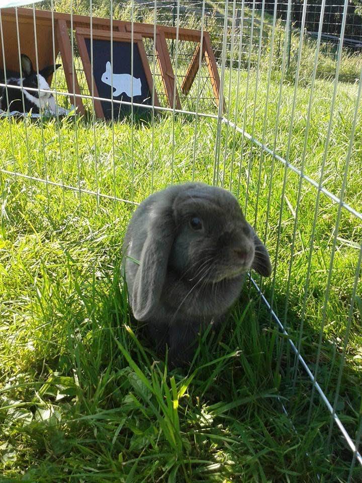 Lapin