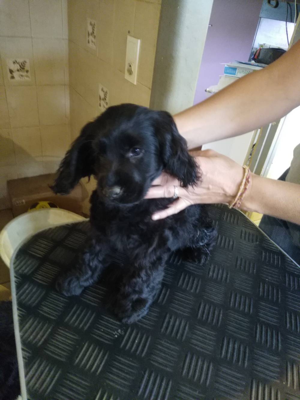 Ostéopathe animaux à Doubs