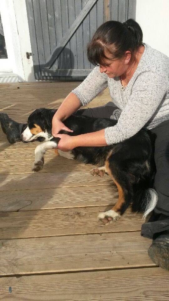 Bras chien